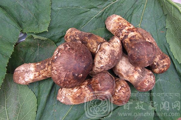 西部太陽谷 得榮原生態(tài)美食 西部太陽谷 得榮原生態(tài)美食