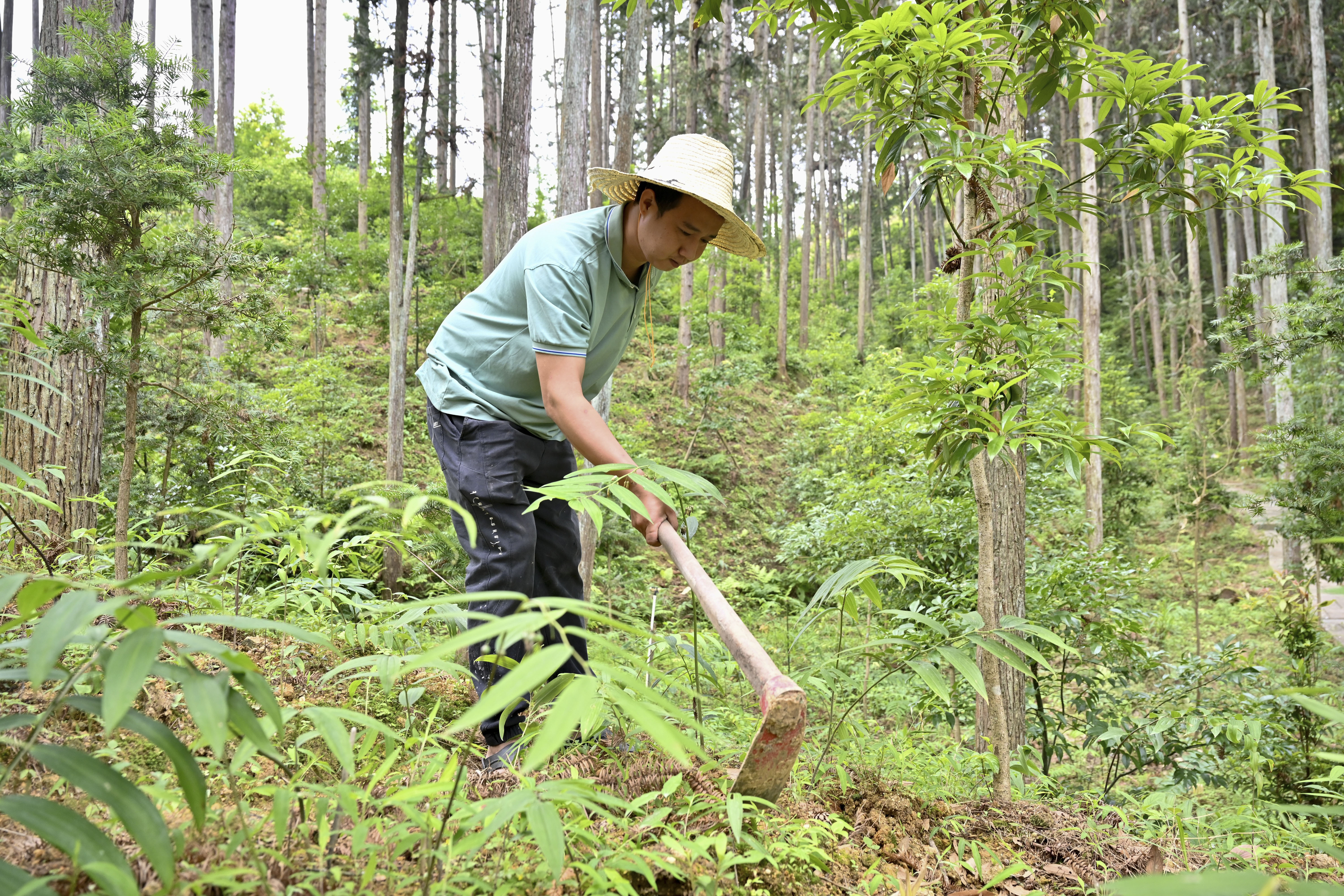 2024年5月9日，福建省三明市馬巖林下經(jīng)濟種植示范基地工人在管理林下種植的多花黃精。