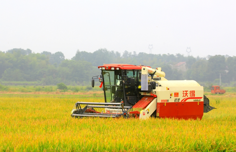 早稻收割忙，農(nóng)機(jī)來助力。常德市鼎城區(qū)融媒體中心供圖