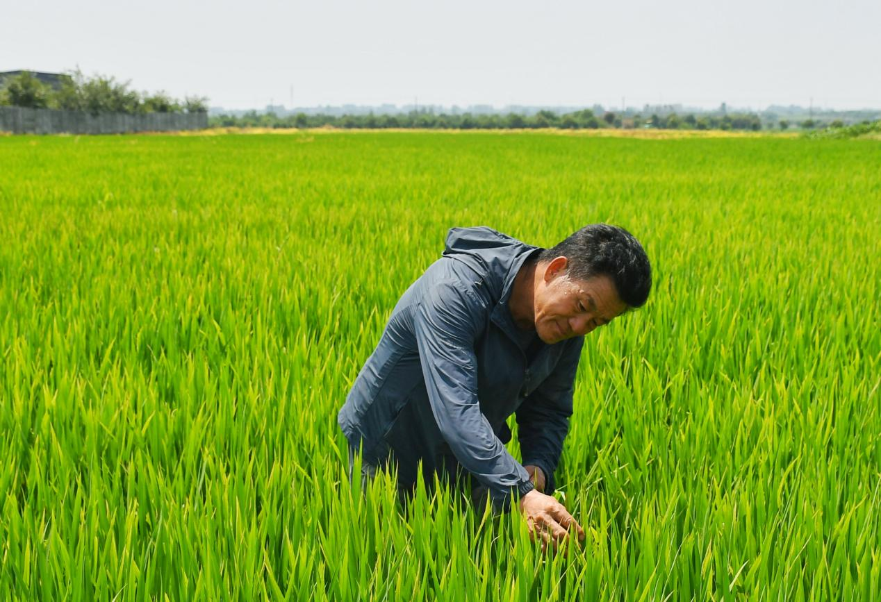 程夕兵在農(nóng)田里檢查水稻種植情況。人民網(wǎng)記者 周坤 攝